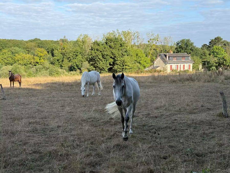 Chevaux en liberté dans le pré du domaine