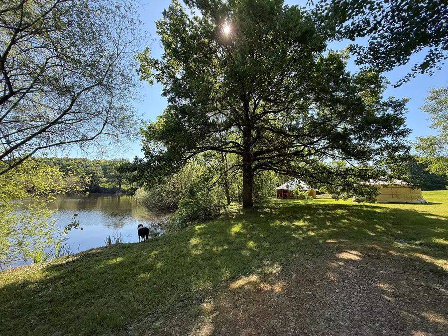 Grand chêne au bord de l'étang du domaine