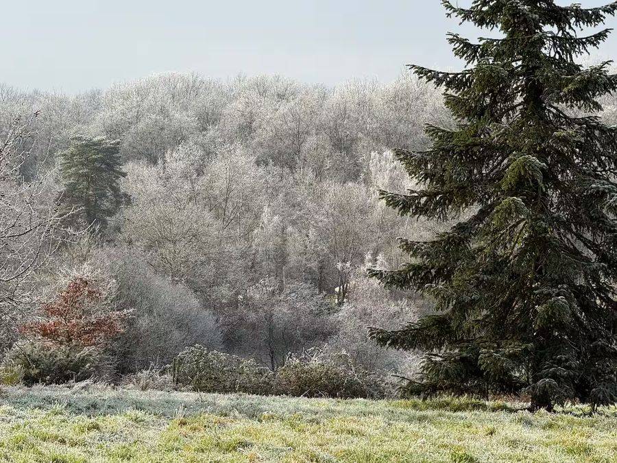 La lisière de forêt couverte de givre